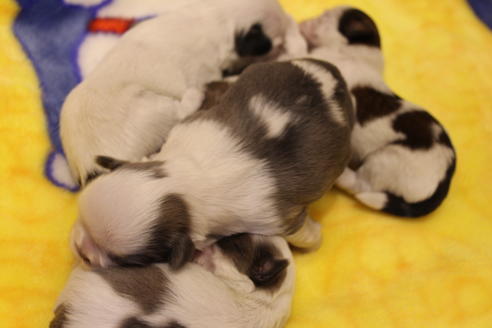 成約済の愛知県のシーズー-59823の70枚目