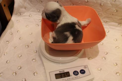 成約済の愛知県のシーズー-59823の69枚目