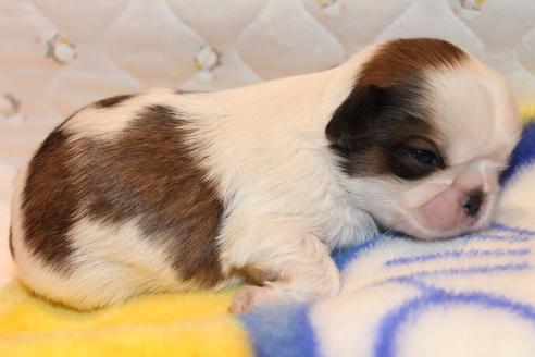 成約済の愛知県のシーズー-59824の25枚目