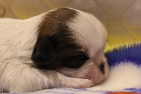 成約済の愛知県のシーズー-59824の22枚目