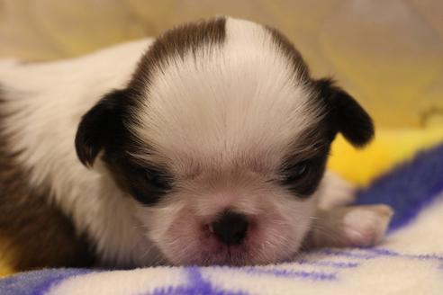 成約済の愛知県のシーズー-59824の21枚目