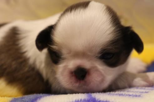 成約済の愛知県のシーズー-59824の20枚目