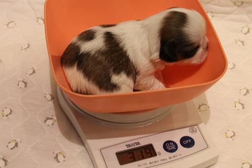 成約済の愛知県のシーズー-59824の19枚目