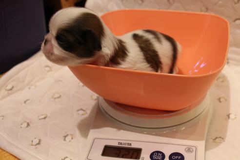 成約済の愛知県のシーズー-59824の18枚目