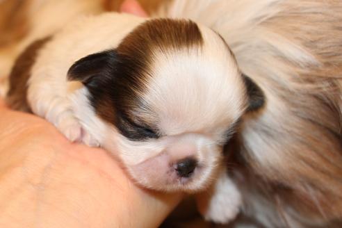 成約済の愛知県のシーズー-59824の17枚目