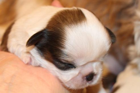 成約済の愛知県のシーズー-59824の16枚目