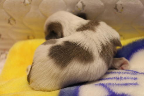 成約済の愛知県のシーズー-59825の23枚目