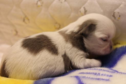 成約済の愛知県のシーズー-59825の22枚目