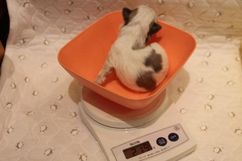 成約済の愛知県のシーズー-59825の21枚目