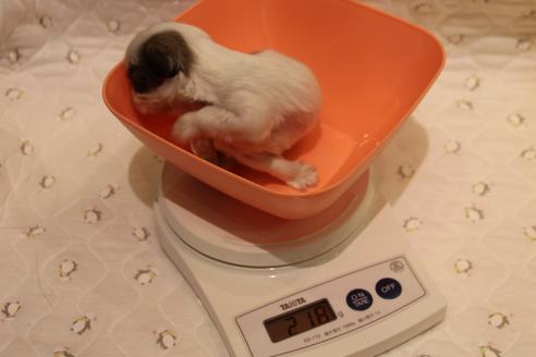 成約済の愛知県のシーズー-59825の20枚目