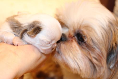 成約済の愛知県のシーズー-59825の19枚目