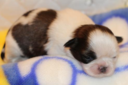 成約済の愛知県のシーズー-59826の24枚目