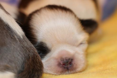 成約済の愛知県のシーズー-59826の23枚目