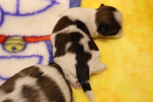 成約済の愛知県のシーズー-59826の22枚目