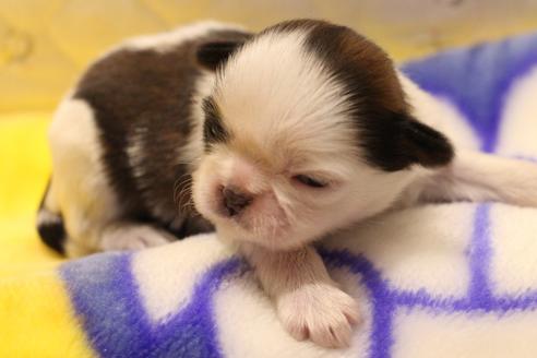 成約済の愛知県のシーズー-59826の20枚目