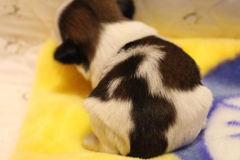 成約済の愛知県のシーズー-59826の19枚目