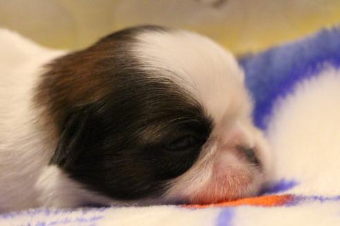 成約済の愛知県のシーズー-59826の18枚目