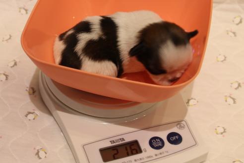 成約済の愛知県のシーズー-59826の17枚目