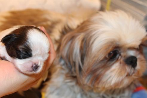 成約済の愛知県のシーズー-59826の16枚目