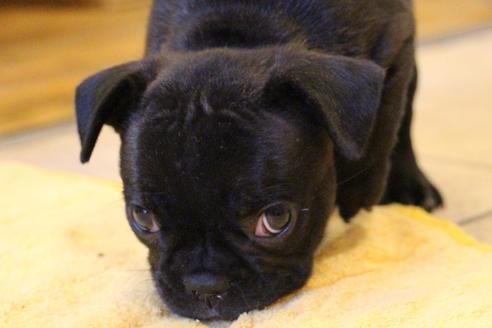 成約済の愛知県のフレンチブルドッグ-58303の7枚目