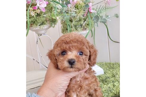 千葉県のトイプードル 男の子 2018 09 21生まれ アプリコット 子犬id 59909 ブリーダーナビ