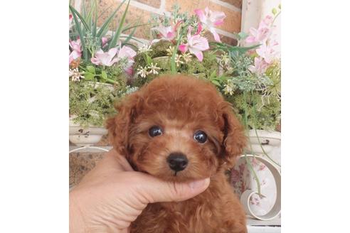 千葉県のトイプードル 女の子 2018 09 21生まれ レッド 子犬id 59303 ブリーダーナビ