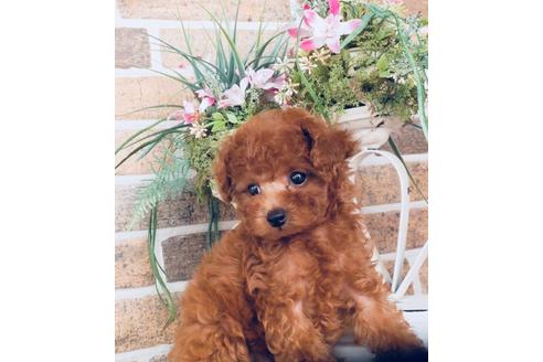 千葉県のトイプードル 女の子 2018 09 21生まれ レッド 子犬id 59303 ブリーダーナビ