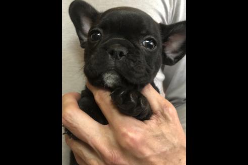 成約済の愛知県のフレンチブルドッグ-58303の1枚目