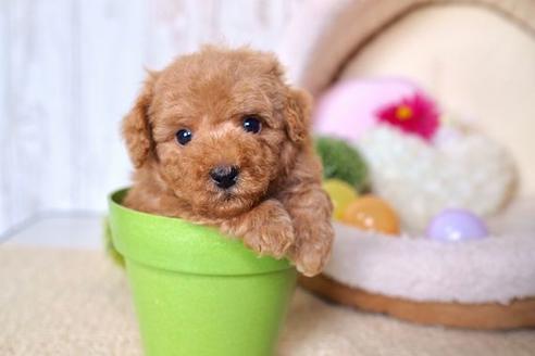 成約済の滋賀県のトイプードル-59805