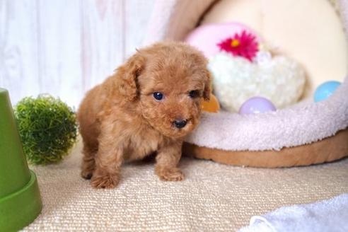 成約済の滋賀県のトイプードル-59805の5枚目