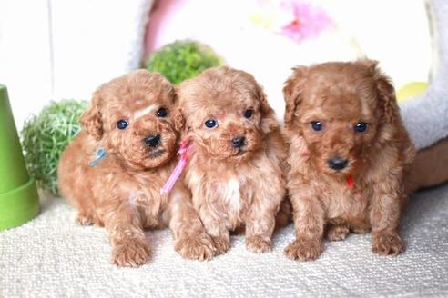 成約済の滋賀県のトイプードル-59805の4枚目