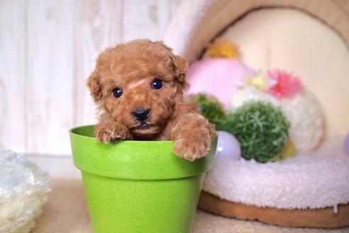 成約済の滋賀県のトイプードル-59805の3枚目