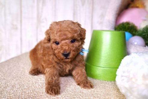 成約済の滋賀県のトイプードル-59805の2枚目