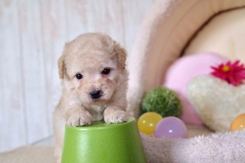 成約済の滋賀県のトイプードル-60177の1枚目