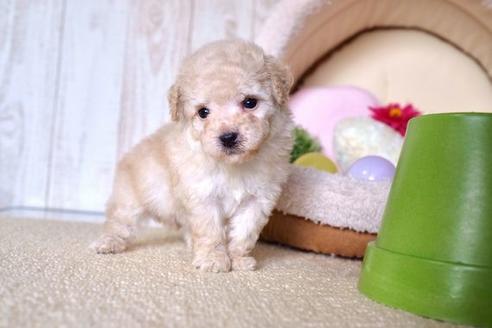 成約済の滋賀県のトイプードル-60177の3枚目