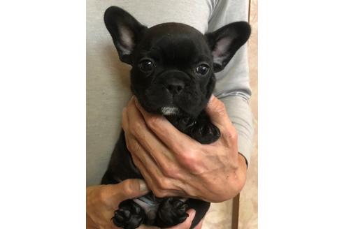 成約済の愛知県のフレンチブルドッグ-58303の3枚目