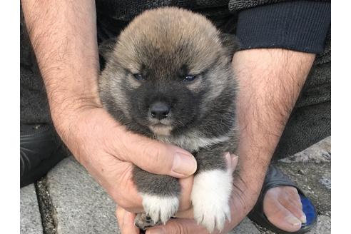 成約済の長崎県の柴犬-60183の10枚目