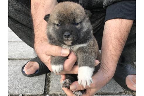 成約済の長崎県の柴犬-60183の9枚目