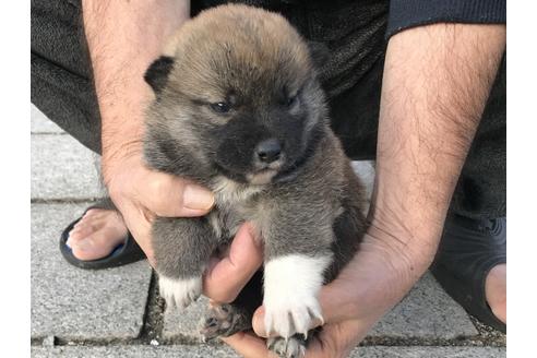成約済の長崎県の柴犬-60183の8枚目