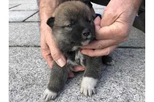 成約済の長崎県の柴犬-60183の7枚目