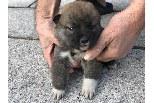 成約済の長崎県の柴犬-60183の6枚目