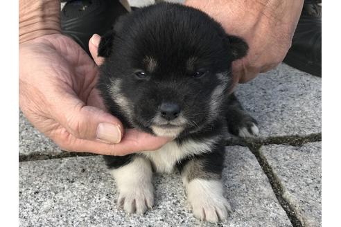 成約済の長崎県の柴犬-60184の1枚目