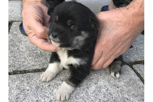 成約済の長崎県の柴犬-60184の5枚目