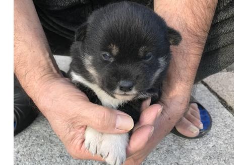 成約済の長崎県の柴犬-60184の3枚目