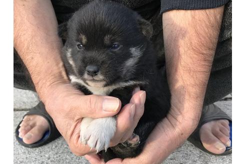 成約済の長崎県の柴犬-60184の2枚目