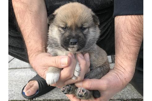 成約済の長崎県の柴犬-60185の10枚目