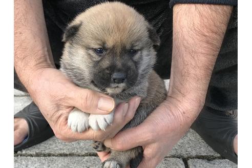 成約済の長崎県の柴犬-60185の7枚目