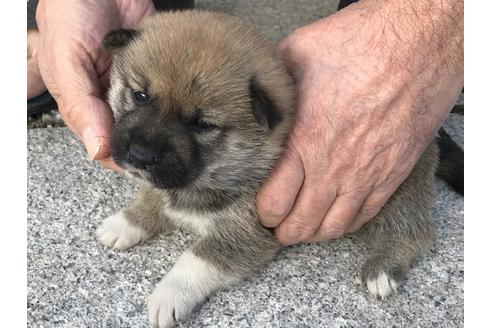 成約済の長崎県の柴犬-60185の6枚目