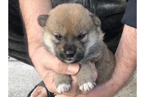 成約済の長崎県の柴犬-60186の10枚目