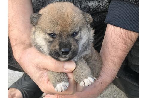 成約済の長崎県の柴犬-60186の9枚目